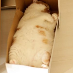 Cats in the boxes (6)