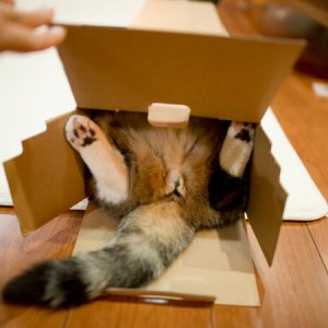 Cats in the boxes (7)