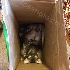 Cats in the boxes (8)