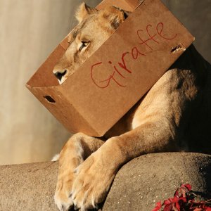Cats in the boxes (9)