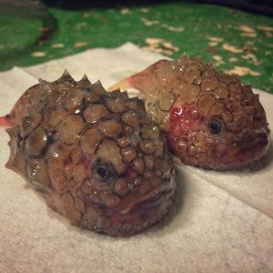 Creepy Sea Creatures Caught By Russian Fisherman (1)
