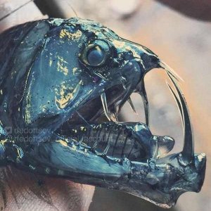 Creepy Sea Creatures Caught By Russian Fisherman (11)
