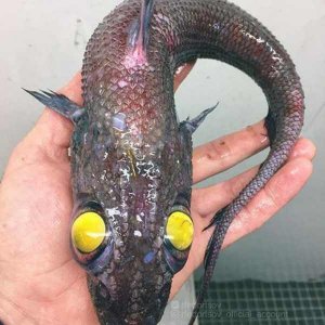 Creepy Sea Creatures Caught By Russian Fisherman (12)