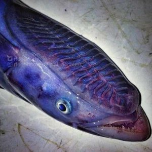Creepy Sea Creatures Caught By Russian Fisherman (13)