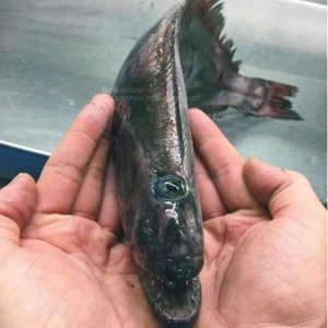Creepy Sea Creatures Caught By Russian Fisherman (14)