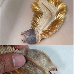 Creepy Sea Creatures Caught By Russian Fisherman (15)
