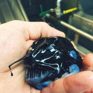 Creepy Sea Creatures Caught By Russian Fisherman (16)