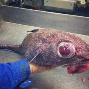 Creepy Sea Creatures Caught By Russian Fisherman (17)