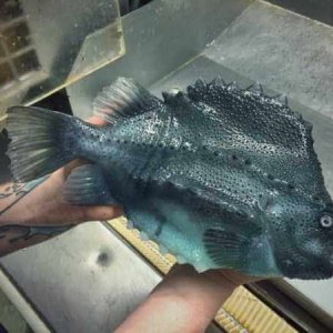 Creepy Sea Creatures Caught By Russian Fisherman (18)