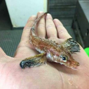 Creepy Sea Creatures Caught By Russian Fisherman (19)