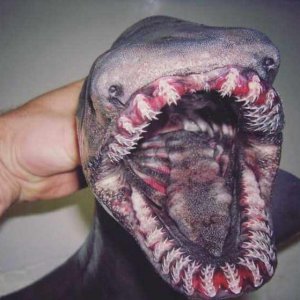 Creepy Sea Creatures Caught By Russian Fisherman (2)
