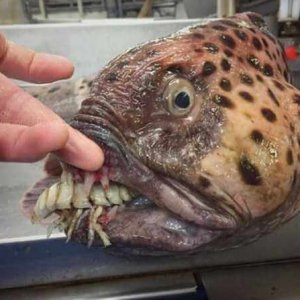 Creepy Sea Creatures Caught By Russian Fisherman (20)