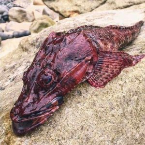 Creepy Sea Creatures Caught By Russian Fisherman (21)