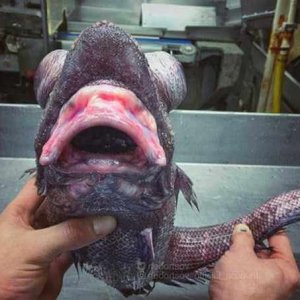 Creepy Sea Creatures Caught By Russian Fisherman (22)