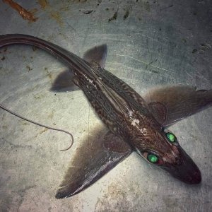 Creepy Sea Creatures Caught By Russian Fisherman (4)
