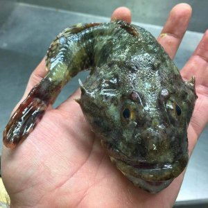 Creepy Sea Creatures Caught By Russian Fisherman (5)