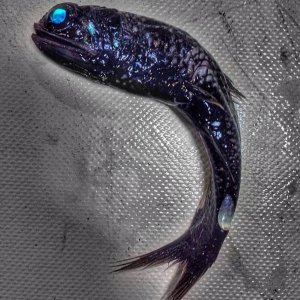 Creepy Sea Creatures Caught By Russian Fisherman (6)