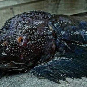 Creepy Sea Creatures Caught By Russian Fisherman (8)