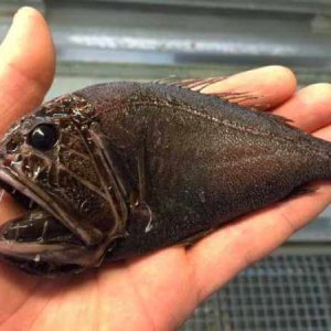 Creepy Sea Creatures Caught By Russian Fisherman (9)
