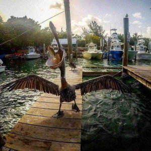 Perfectly Timed Photos (19)