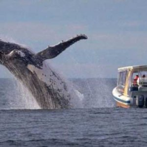 Perfectly Timed Photos (21)
