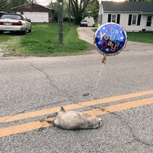 Things too depressing not to laugh at (1)