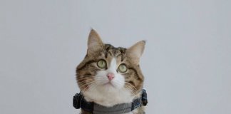 The cute cat that took over the Internet (27 images)