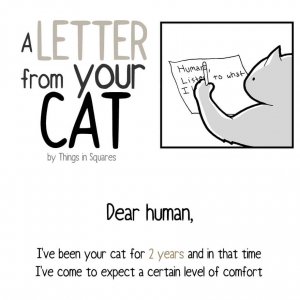 an honest letter from your cat 1