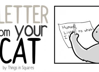An honest letter from your cat