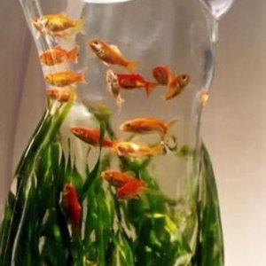 Amazing Aquariums (12)
