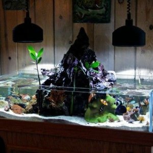 Amazing Aquariums (14)