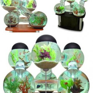 Amazing Aquariums (2)