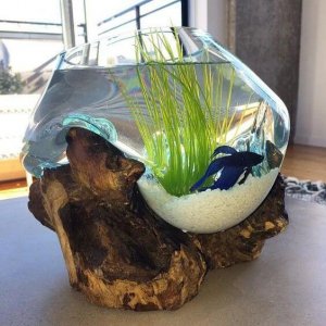 Amazing Aquariums (3)