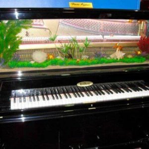 Amazing Aquariums (9)