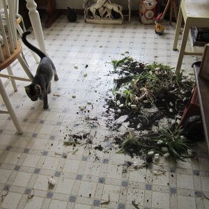 Cats Destroy Everything (1) (1)