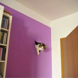 Cats Destroy Everything (1)