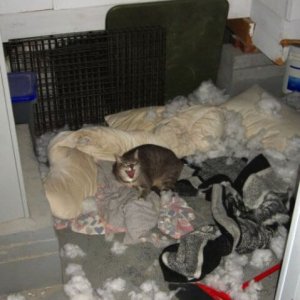 Cats Destroy Everything (1)