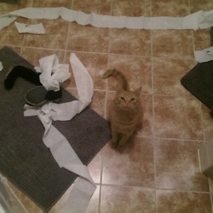 Cats Destroy Everything (10)