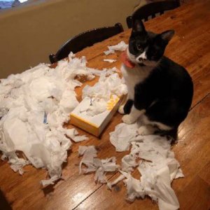 Cats Destroy Everything (11)