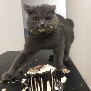 Cats Destroy Everything (12)