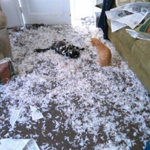 Cats Destroy Everything (13)