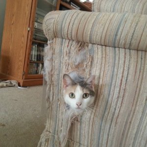 Cats Destroy Everything (14)