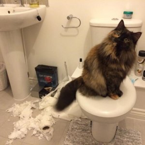 Cats Destroy Everything (15)