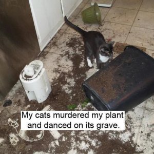 Cats Destroy Everything (16)