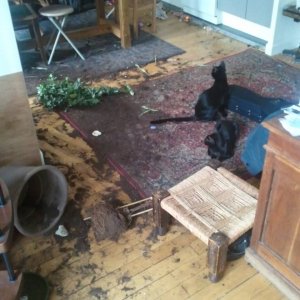 Cats Destroy Everything (17)