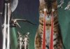 Cats destroy everything (21 images)