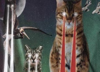 Cats destroy everything (21 images)