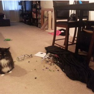 Cats Destroy Everything (2)