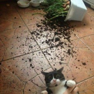 Cats Destroy Everything (2)