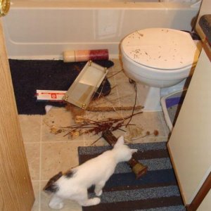 Cats Destroy Everything (3)